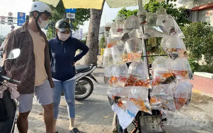 Cá Cảnh Đường Trường Chinh Cá Cảnh Đường Trường Chinh