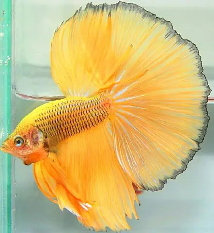Cá Cảnh Giá Rẻ Tphcm Cá Cảnh Giá Rẻ Tphcm