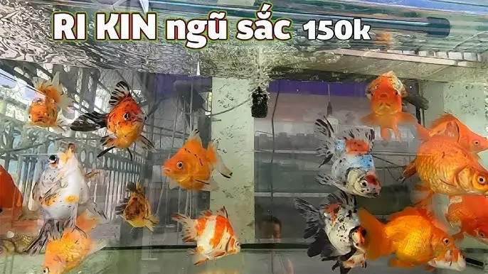 Cá Cảnh Giá Sỉ Cá Cảnh Giá Sỉ