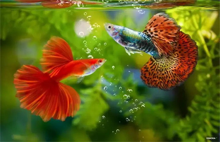 Cá Cảnh Mai Trang Huế Cá Cảnh Mai Trang Huế