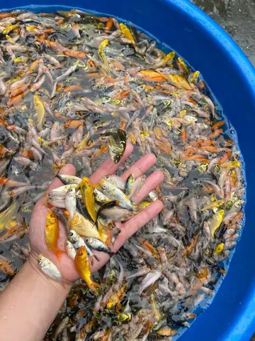 Cá Cảnh Mỹ Đình