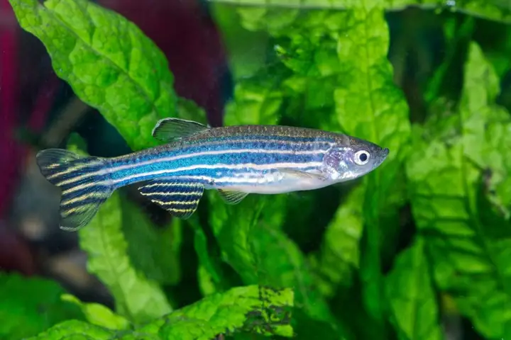 Cá Cảnh Ngựa Vằn