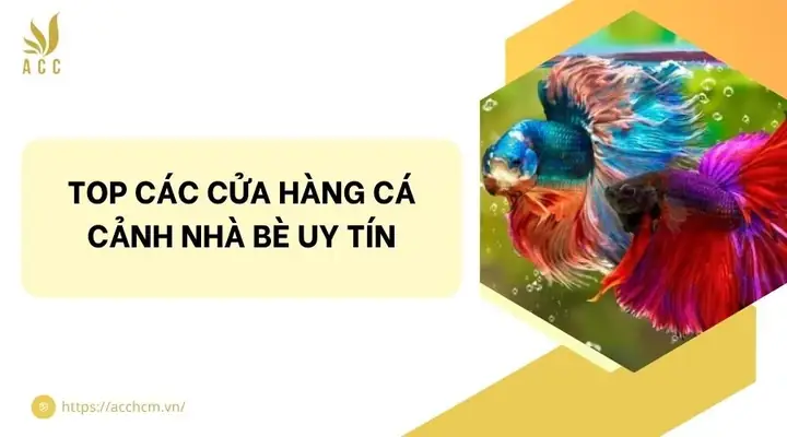 Cá Cảnh Nhà Bè