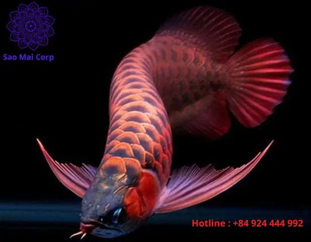 Cá Cảnh Nhập Khẩu
