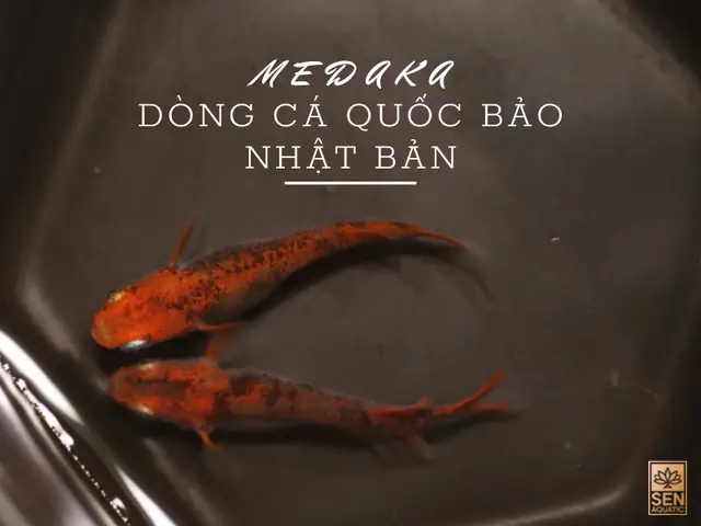 Cá Cảnh Nhật Bản