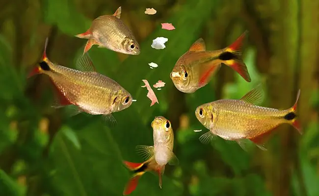 Cá Cảnh Nhỏ Ăn Gì
