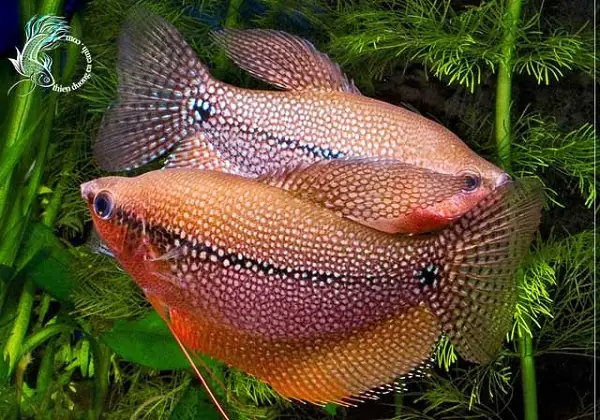 Cá Cảnh Nuôi Bể Kính