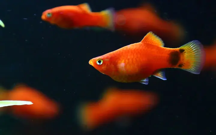 Cá Cảnh Nuôi Ngoài Trời