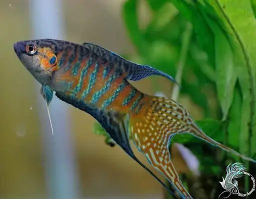 Cá Cảnh Ở Huế