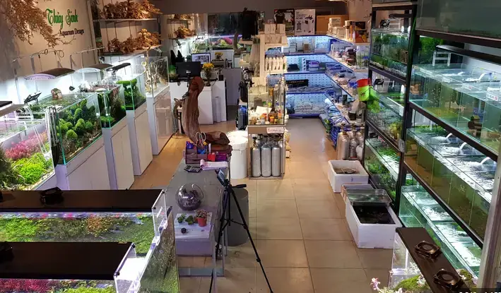 Cá Cảnh Quận Tân Bình