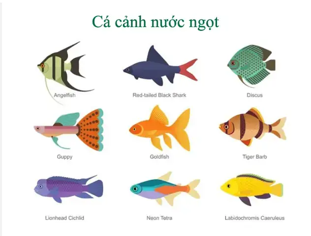Cá Cảnh Sống Được Bao Lâu Cá Cảnh Sống Được Bao Lâu