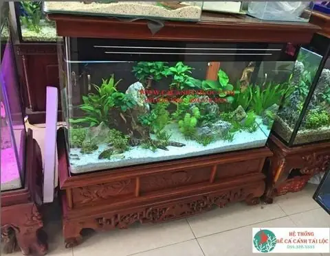 Cá Cảnh Tài Lộc