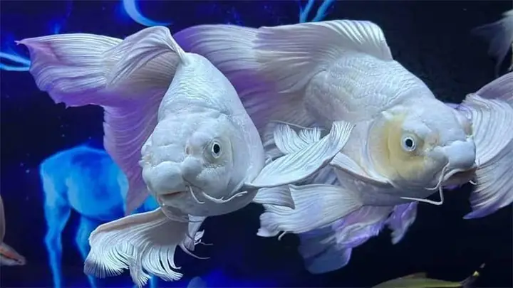 Cá Cảnh Tiến Dũng