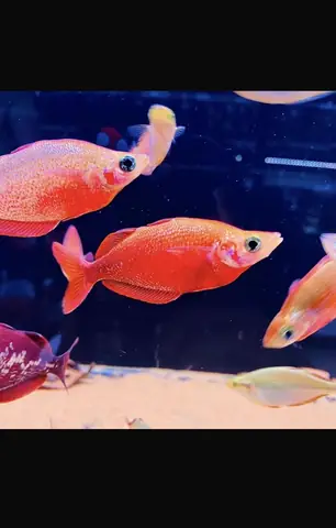 Cá Cầu Vồng Đỏ Cá Cầu Vồng Đỏ
