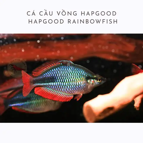 Cá Cầu Vồng Rainbow