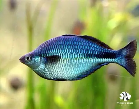 Cá Cầu Vồng Xanh Indo Cá Cầu Vồng Xanh Indo