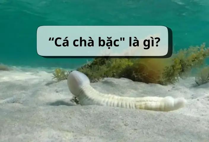 Cá Chà Bu Là Gì