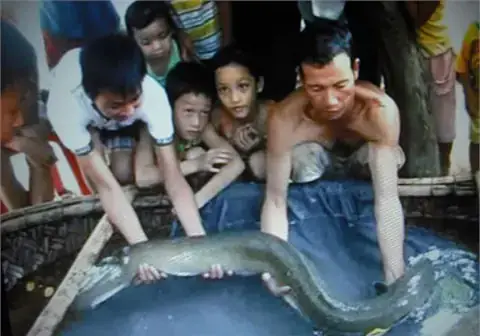 Cá Chạch Lấu Khổng Lồ