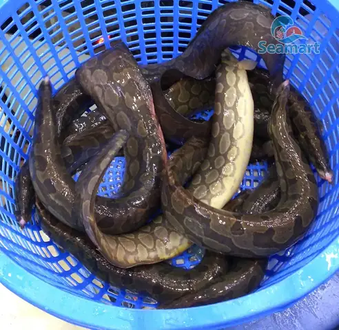 Cá Chạch Lấu Sông