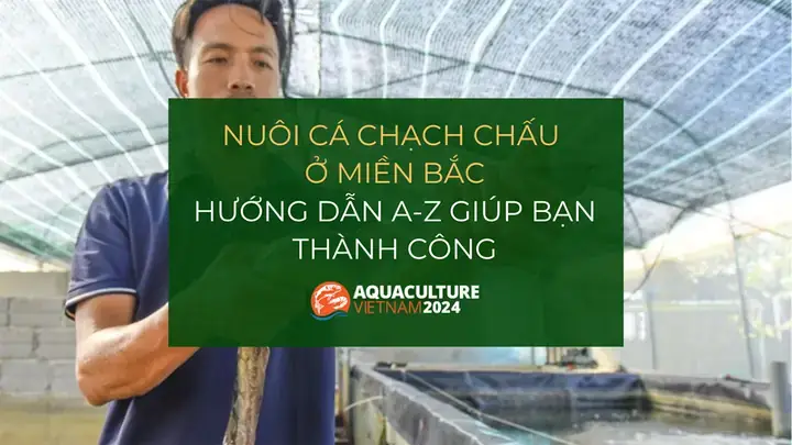 Cá Chạch Miền Bắc Cá Chạch Miền Bắc