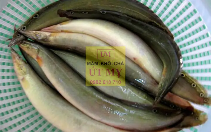 Cá Chạch Miền Tây Cá Chạch Miền Tây
