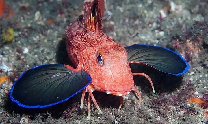 Cá Chào Mào Red Gurnard