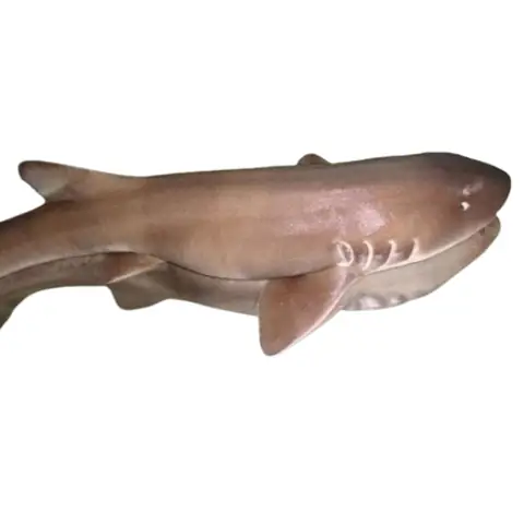 Cá Chèo Bẻo 1