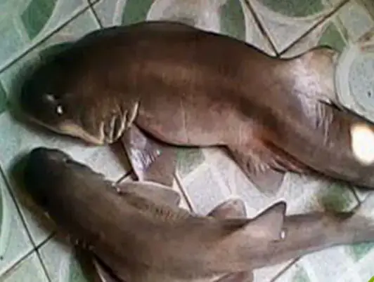Cá Chèo Bẻo 2