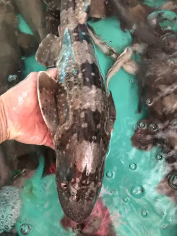 Cá Chèo Bẻo Bông