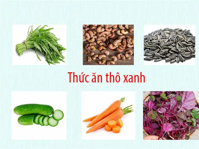 Cá Chép Ăn Gì Trong Tự Nhiên Cá Chép Ăn Gì Trong Tự Nhiên