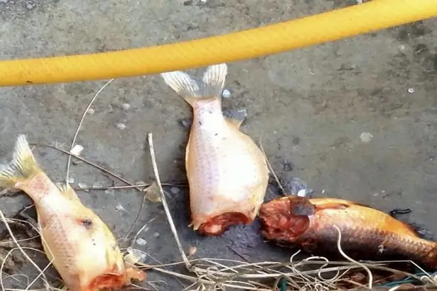 Cá Chép Ăn Thịt Người