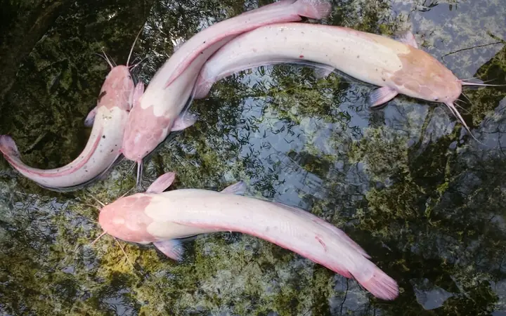 Cá Chép Bạch Tạng