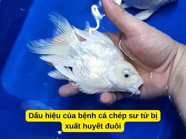 Cá Chép Bị Đỏ Đuôi