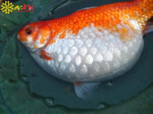 Cá Chép Bụng Bự