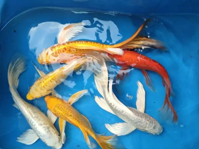 Cá Chép Cảnh Đẹp