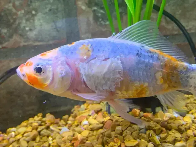Cá Chép Có Giới Hạn Chịu Đựng