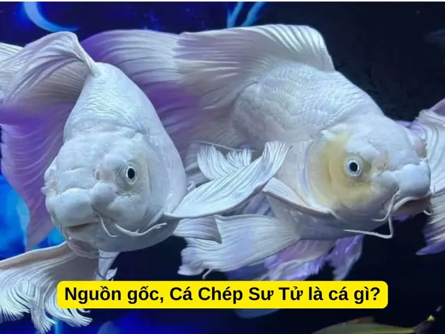 Cá Chép Có Mấy Loại