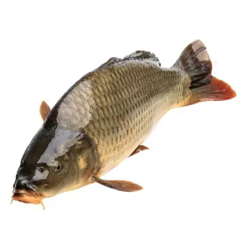 Cá Chép Có Râu