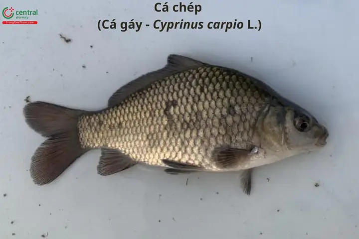 Cá Chép Còn Có Tên Gọi Khác Là Gì