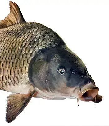 Cá Chép Đầu To Cá Chép Đầu To