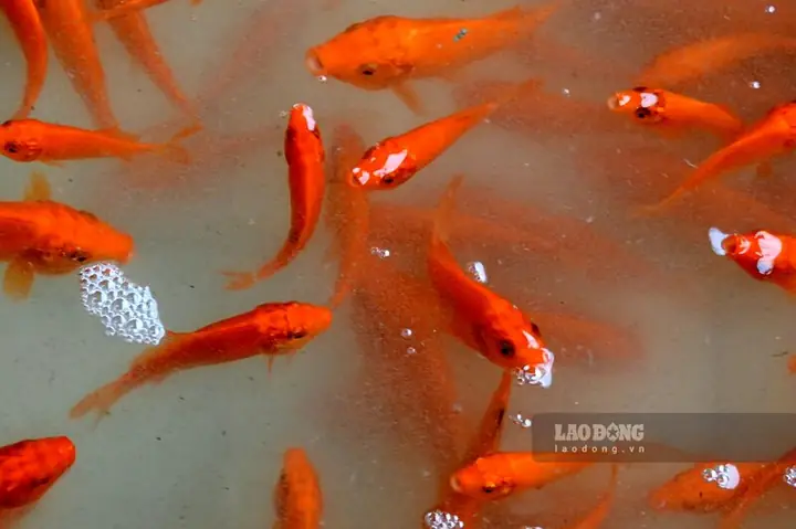 Cá Chép Đỏ Thủy Trầm