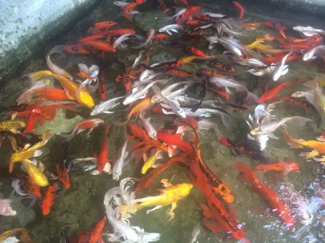 Cá Chép Đuôi Dài Đẹp