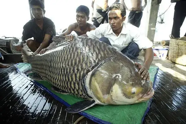 Cá Chép Khổng Lồ Sông Mekong