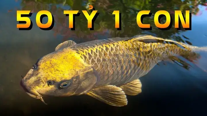 Cá Chép Koi 50 Tỷ