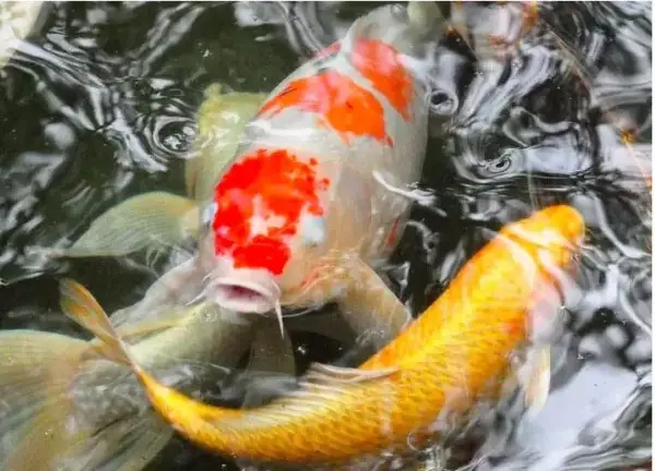 Cá Chép Koi Bị Đục Mắt