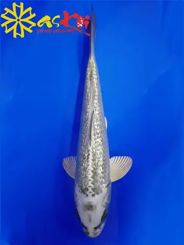 Cá Chép Koi Trắng Cá Chép Koi Trắng