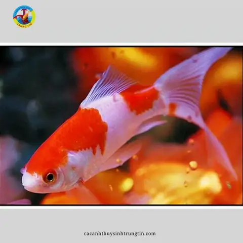 Cá Chép Nam Dương Là Gì