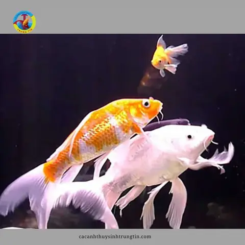 Cá Chép Nhật Mini