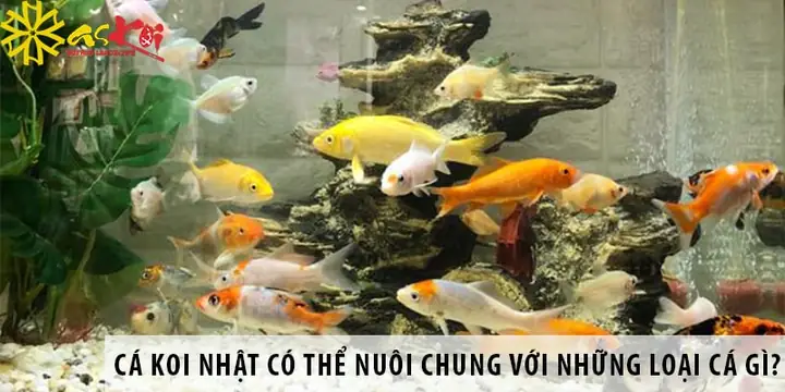 Cá Chép Nhật Nuôi Chung Với Cá Nào