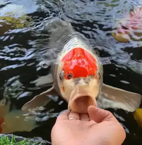 Cá Chép Nhịn Ăn Được Bao Lâu